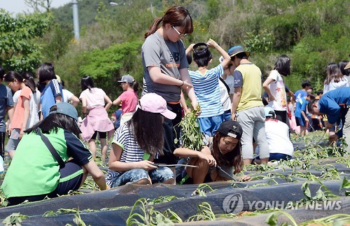 고구마 농작 체험(연합뉴스 자료사진)