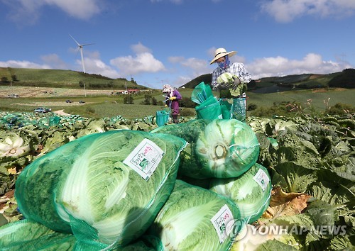 속이 꽉 찬 고랭지 배추