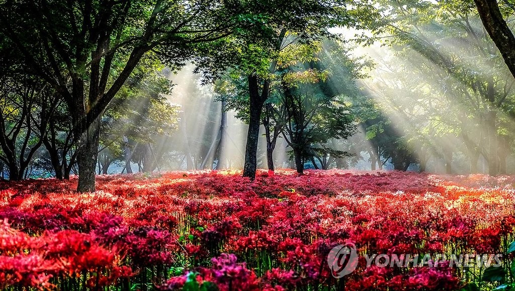 영광 불갑산 상사화
