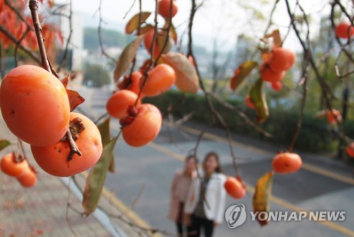 "곧 홍시 되겠네"