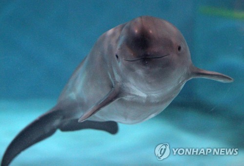토종돌고래 '오월이', 고향 바다로