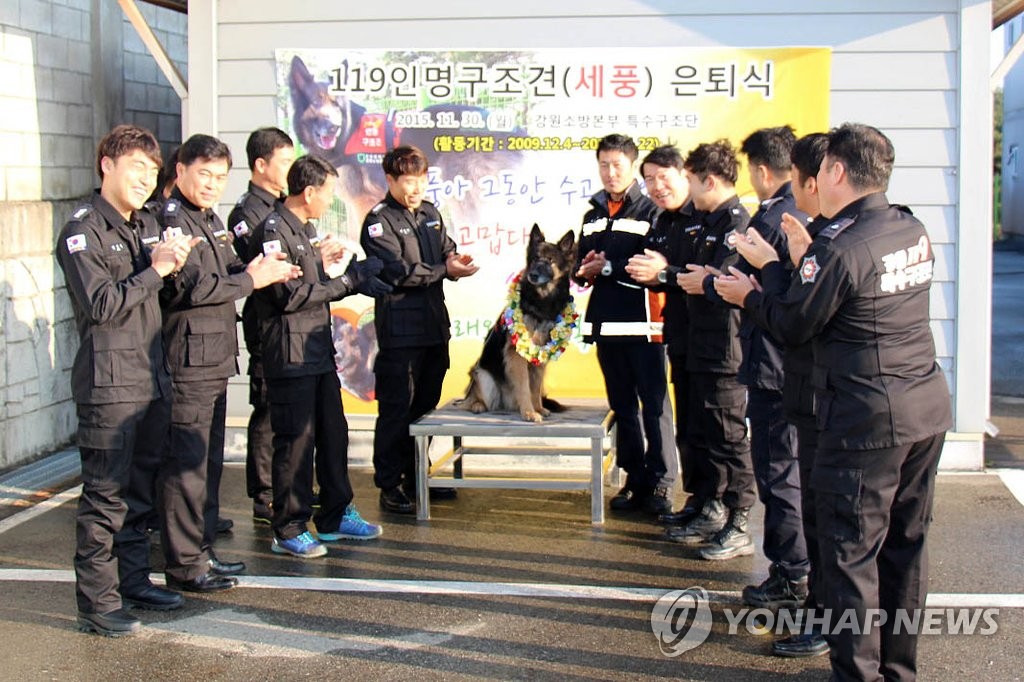 2015년 11월 인명구조견 '세풍' 은퇴식