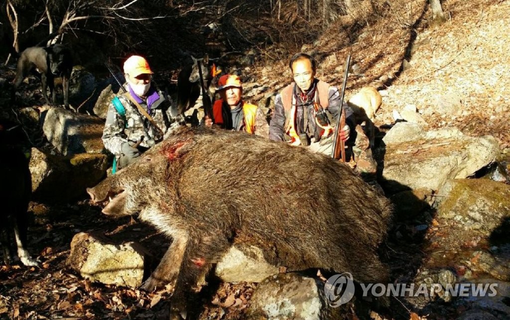 몸무게 200㎏짜리 거대한 멧돼지 사살