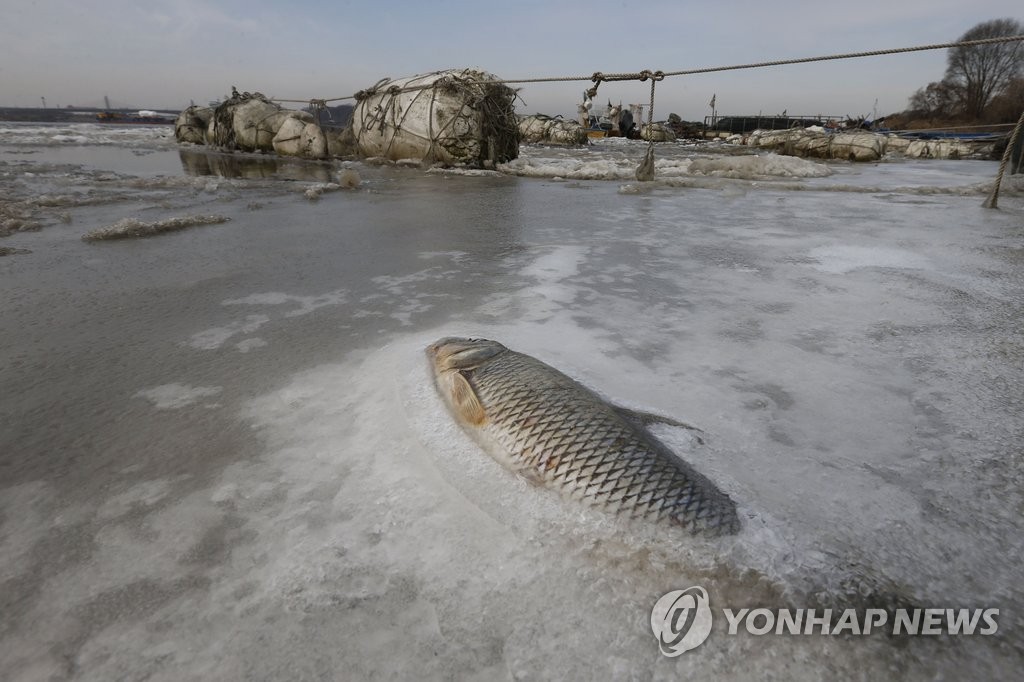 한파로 동사한 물고기