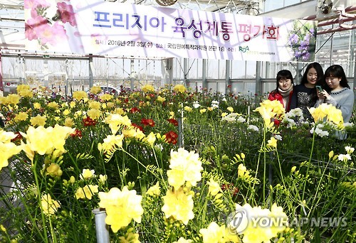 프리지어 향에 빠진 여심