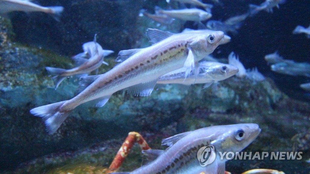 2016년 서울에서 선보인 명태