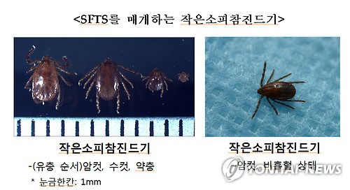작은소피참진드기 조심하세요