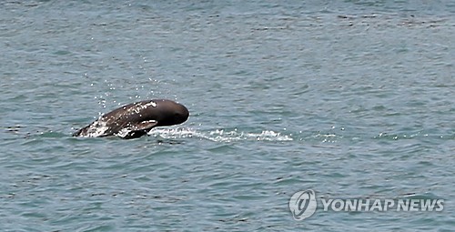 점프하는 상괭이