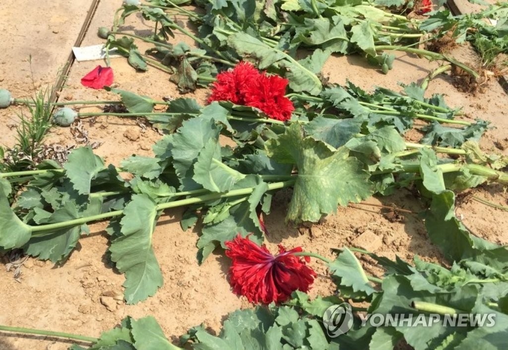 양귀비