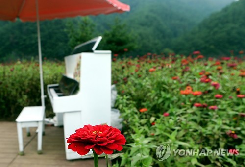 백일홍과 피아노