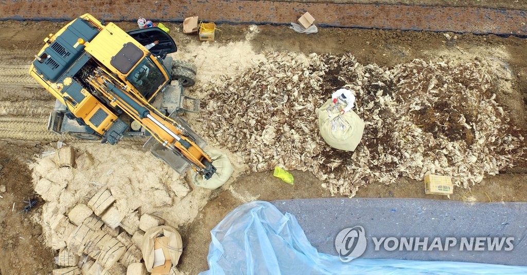 구멍 뚫린 AI방역, 되살아난 살처분 악몽