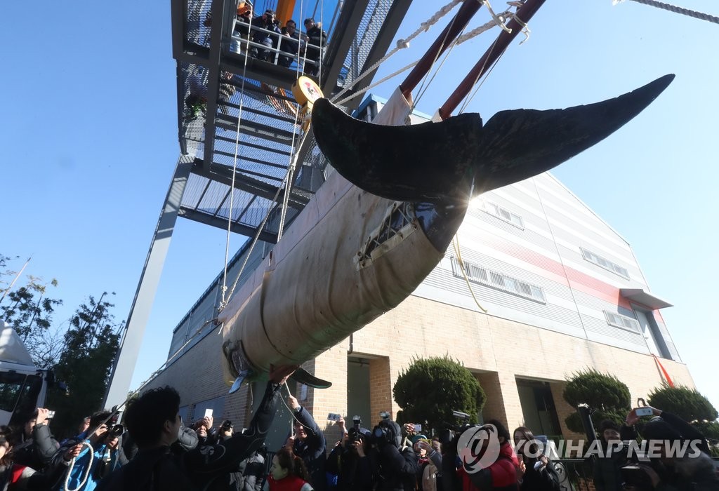 수입 돌고래, 울산 도착