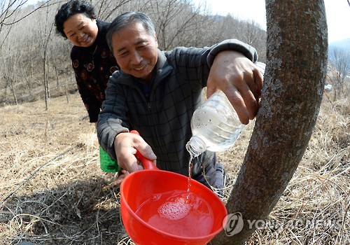 '봄의 전령사' 고로쇠 수액