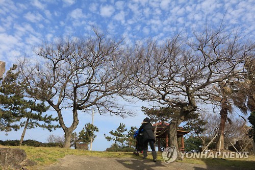 북촌마을의 팽나무들