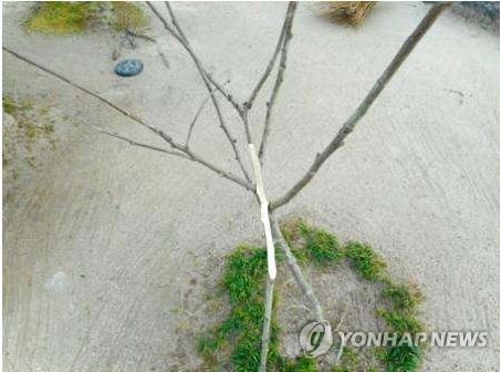 훼손된 日 히로시마 한국인위령비 주변의 무궁화 나무