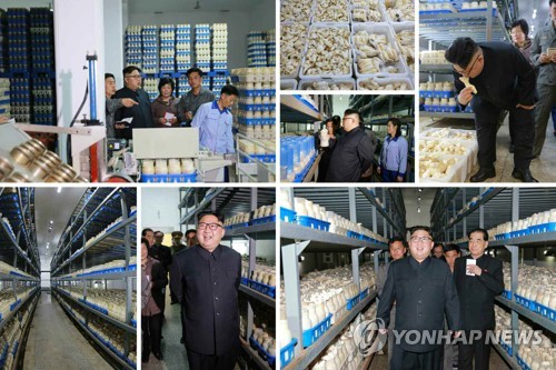 북한 김정은, 평양버섯공장 시찰…박봉주 총리 동행
