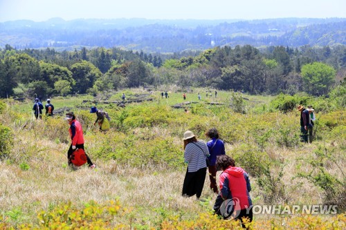 제주 중산간은 고사리 천지