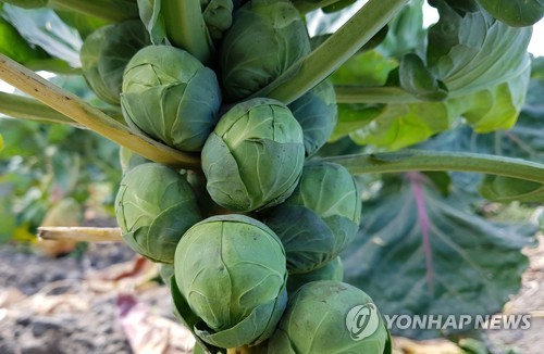 제주산 방울다다기양배추