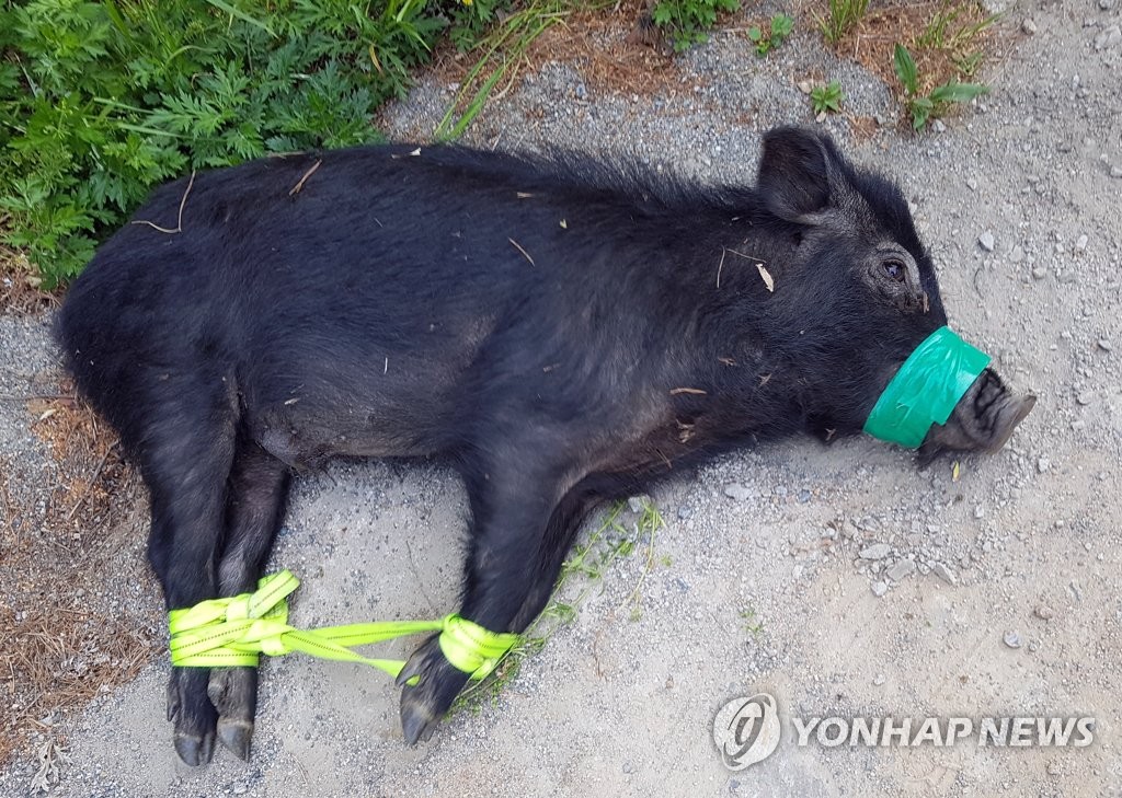 멧돼지 습격에 땅콩·양파 '쑥대밭'…경북 곳곳 농사망쳐 아우성 - 1