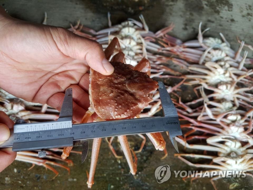 불법 포획한 체장 미달(9cm 이하) 대게들