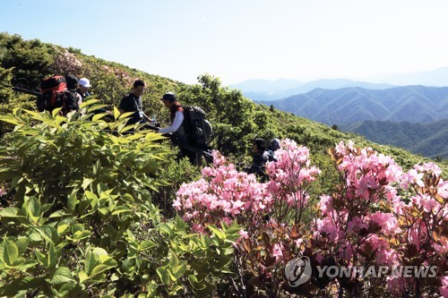 덕유산 철쭉꽃 만개 장관