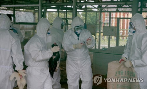 학교서 기르던 닭마저 살처분