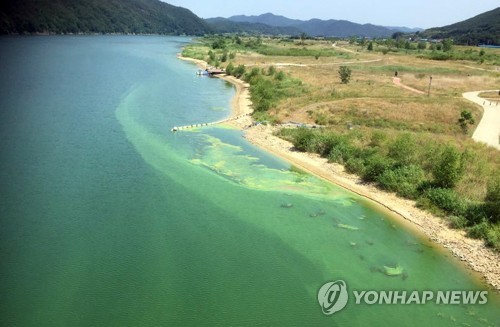녹조 발생