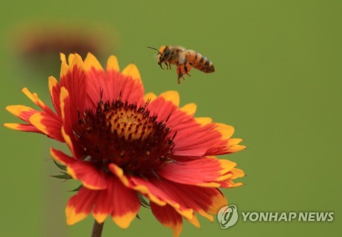 '인류존망 풍향계' 꿀벌, 니코틴 중독에 죽어나간다 - 1