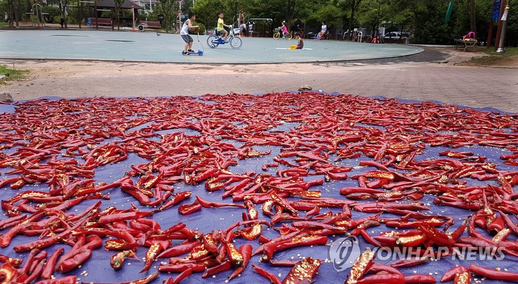 경남 창원시내 한 아파트 단지 내 공원에서 고추를 말리는 장면 [연합뉴스 자료사진]