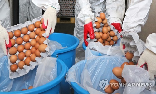 폐기되는 살충제 검출 계란