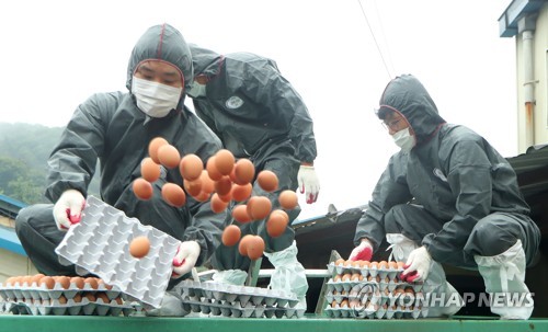 살충제 검출 계란 전량 폐기