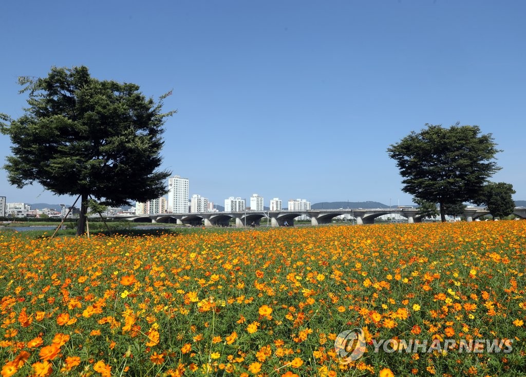 황하코스모스와 파란 하늘