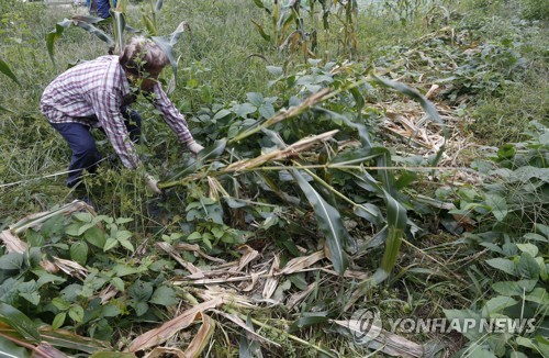멧돼지가 휩쓸고 간 옥수수밭