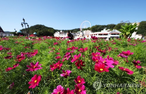 파란 가을 하늘과 코스모스