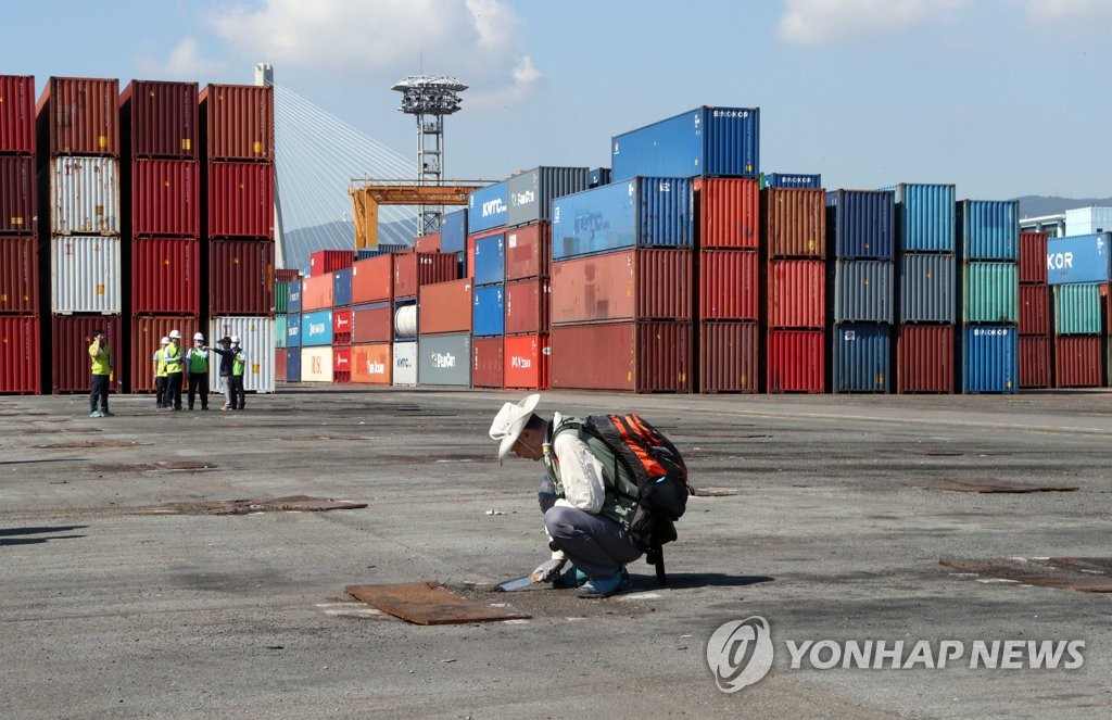 부산항 부두 바닥 빈틈 불개미 조사