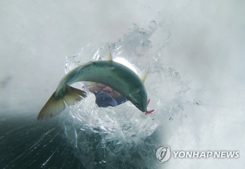 산천어 '펄떡', 강태공 '흐뭇'