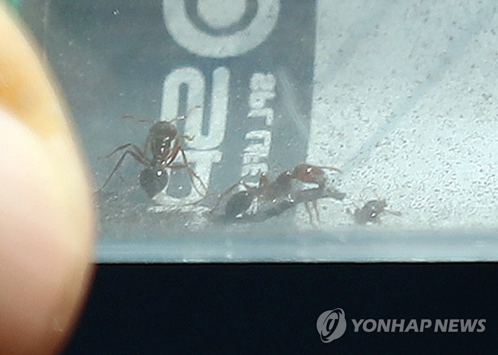 인천에서 발견된 붉은불개미