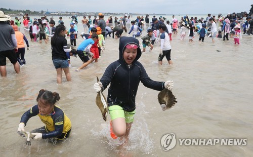 맨손으로 광어 잡기