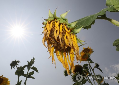 더위먹은 해바라기