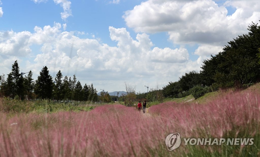 부산 강서구 대저 생태공원 핑크뮬리