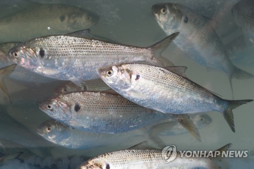 충남 서천 홍원항 식당 수족관의 전어
