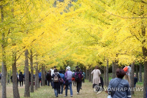 지난해 10월 홍천 은행나무숲 모습