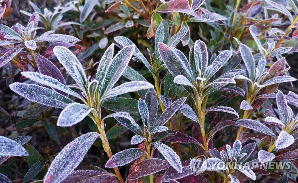 '서리에 얼어붙은 대관령'