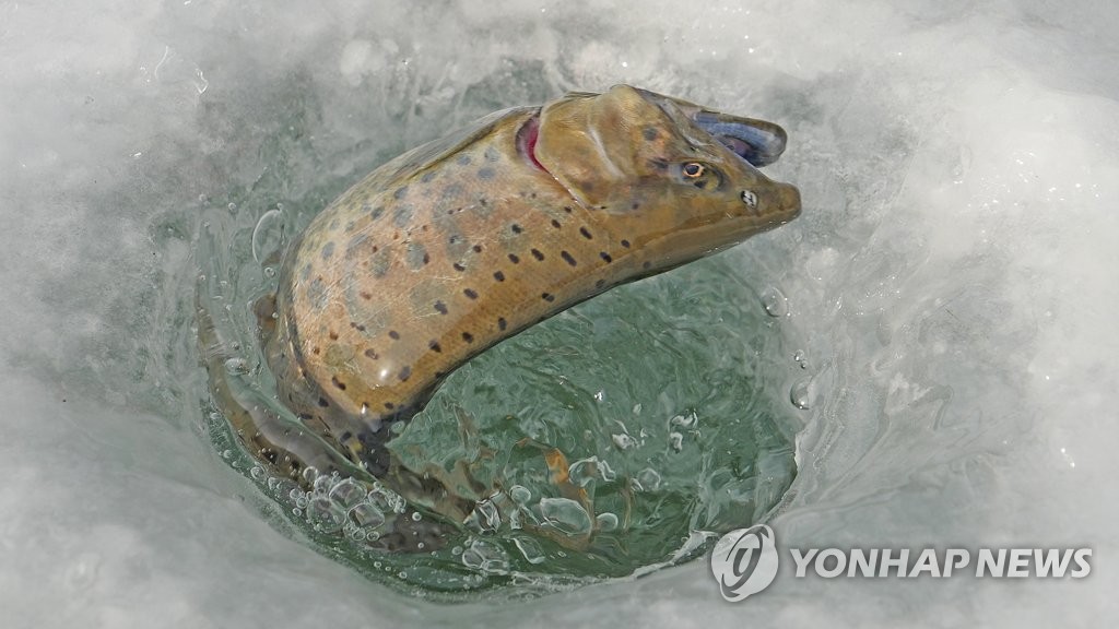 산천어축제 방류된 산천어