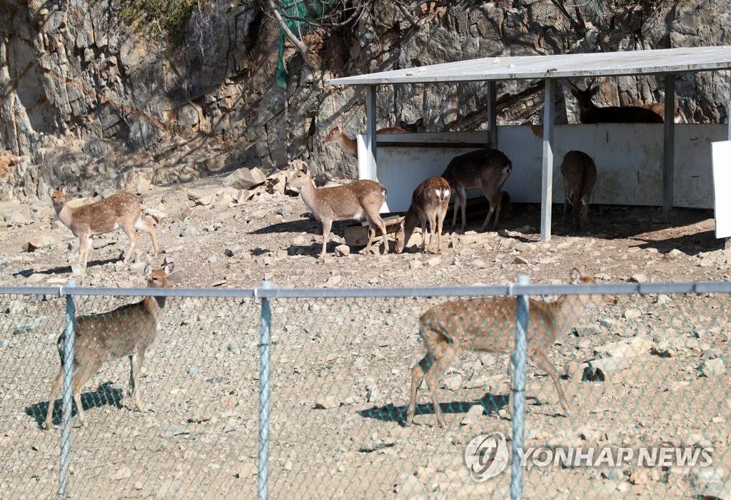 한국해양대학교 꽃사슴 사육장