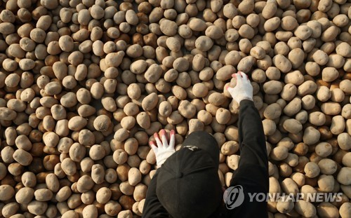 씨감자 고르는 손길