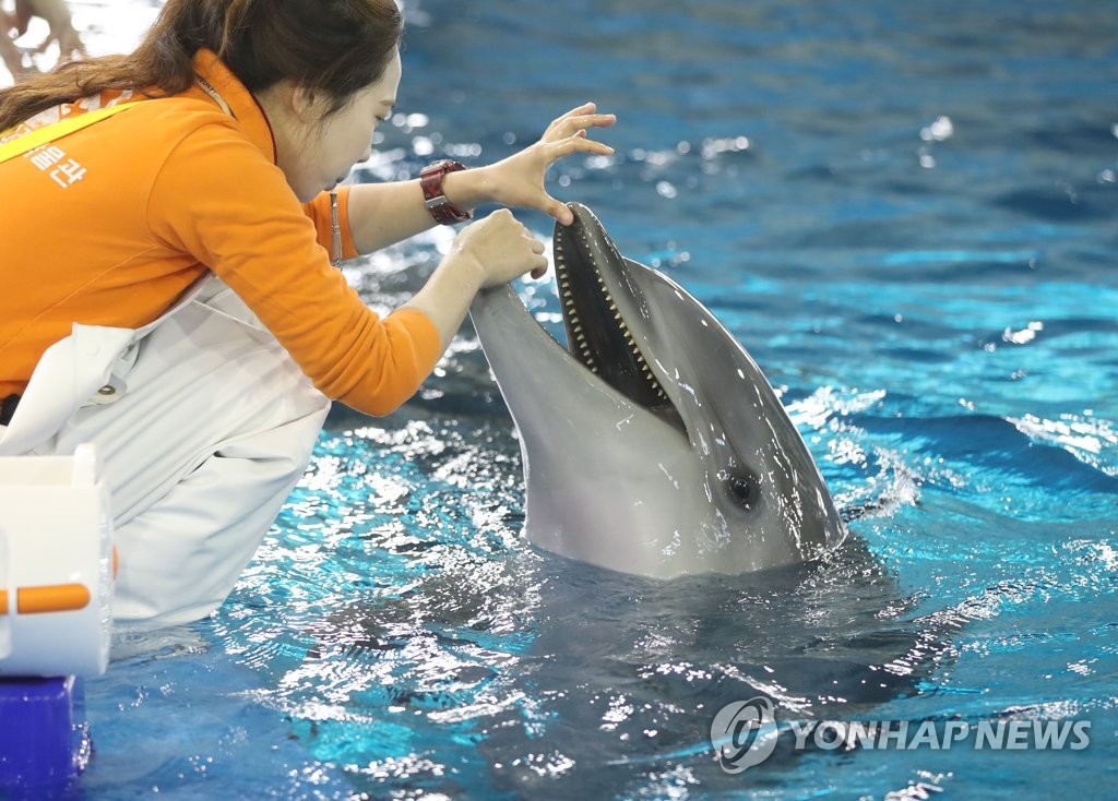 수족관서 태어난 새끼 돌고래