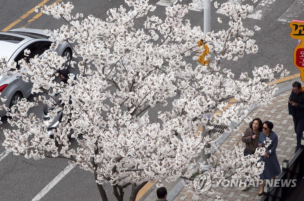 벚꽃 가로수 "봄이 왔어요"