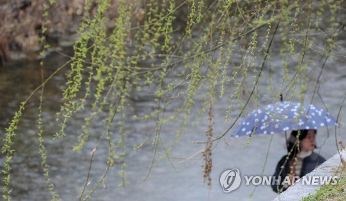 초록빛 봄비 내리는 날