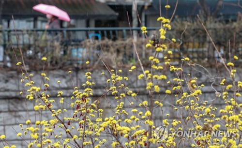갑갑한 미세먼지 씻어주는 봄비
